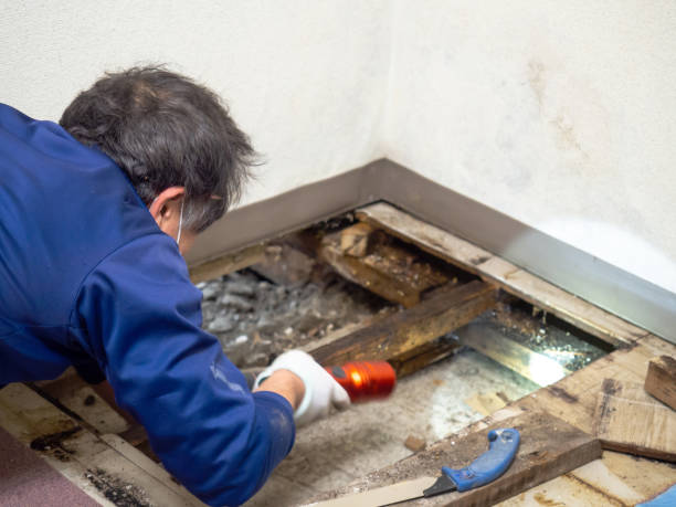 Best Mold Remediation for Specific Building Types in Virginia Beach, VA