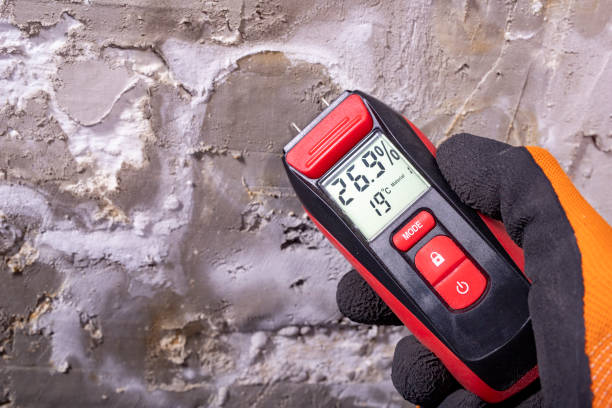 Best White Mold Remediation in Virginia Beach, VA