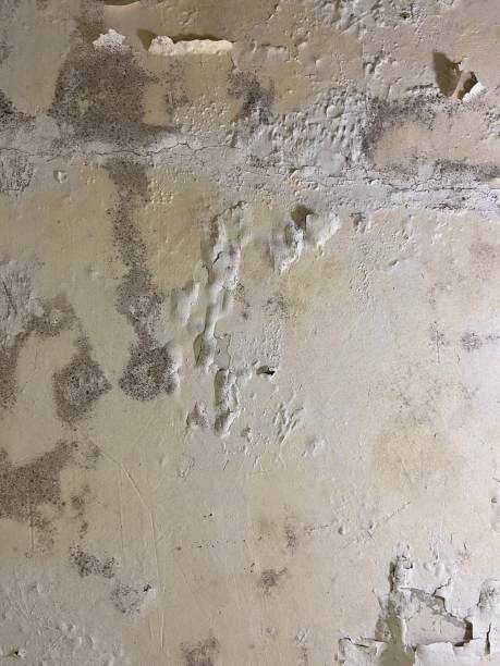 Best Crawl Space Mold Remediation in Virginia Beach, VA