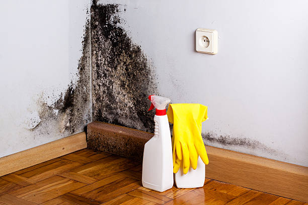 Trusted Virginia Beach, VA Mold Remediation Experts