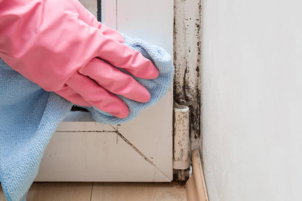 Best Residential Mold Remediation in Virginia Beach, VA