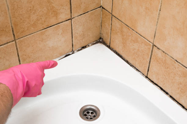 Best Basement Mold Remediation in Virginia Beach, VA